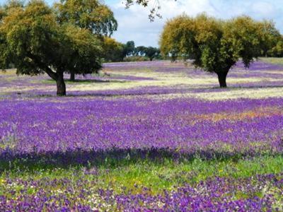 Casa De Campo "La Campanera" Constantina Zewnętrze zdjęcie